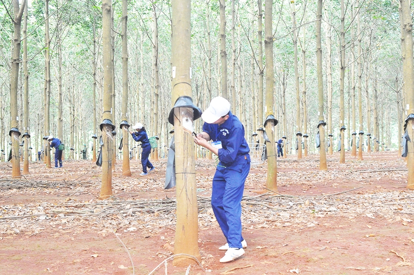 Ấm no theo những vườn cao su - Kỳ cuối: Giữ vững sứ mệnh phát triển kinh tế trên Tây Nguyên 